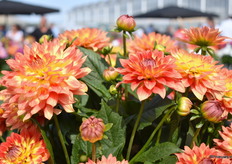 De Fun Flame uit de Labella Magiore series van Beekenkamp gedijt het best in een 19-21 cm pot. Het soort heeft veel vertakkingen, heeft minder manual labor nodig doordat je max. maar 1 keer hoeft te toppen.